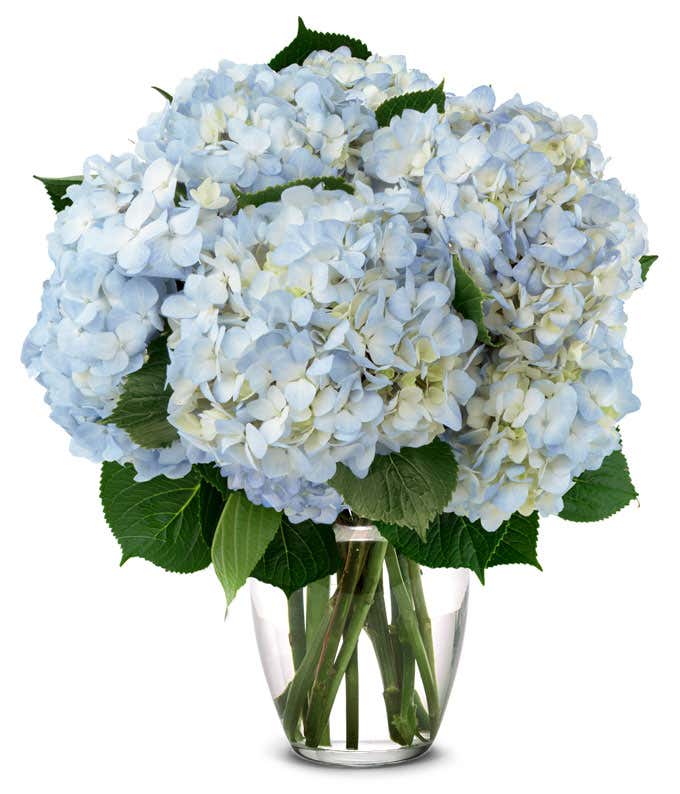 Blue Hydrangea Bouquet