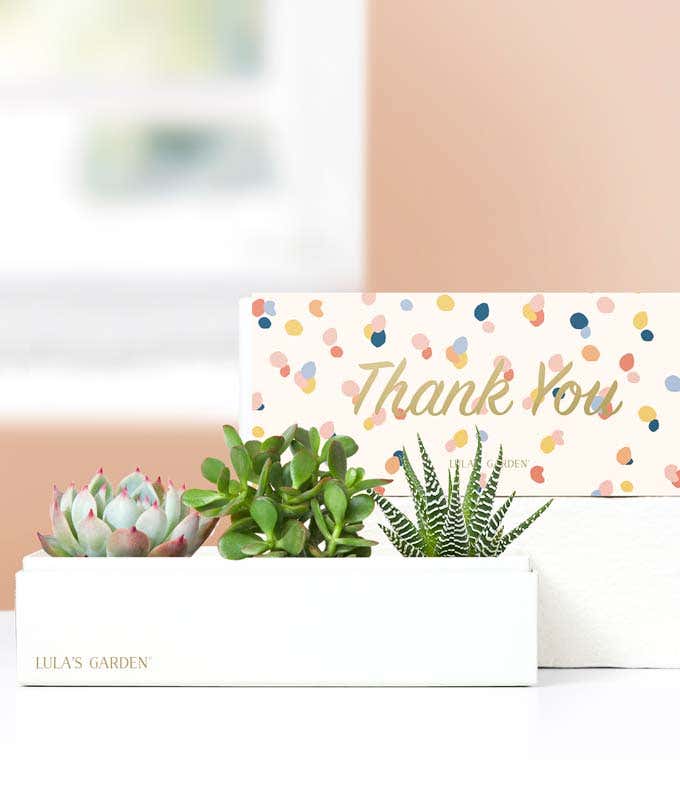 Lula's Garden ® Thank You Jewel Succulent Box