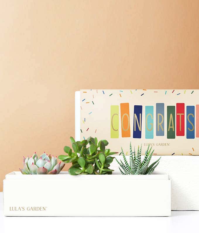 Lula's Garden ® Congratulations Jewel Succulent Box