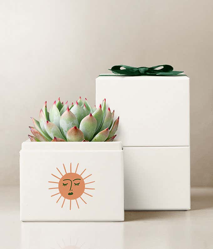Summer Sun Bliss Lula's Garden ® Succulent
