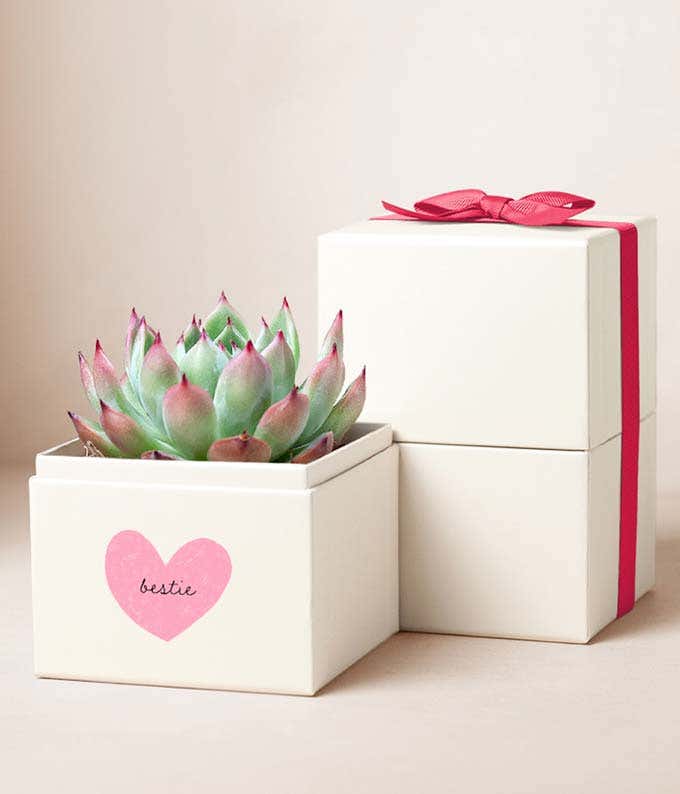 A square white container with a 4 inch green with pink accents succulent plant,  on the container there is a pink heart surrounding the word bestie. Behind the container is another white square container with lid and a pink bow on top. 