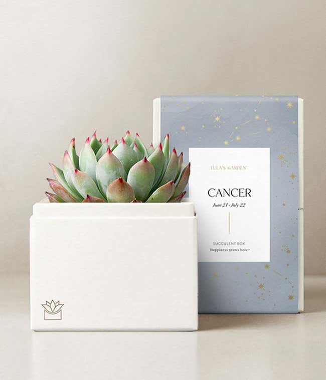 Lula's Garden &reg; Cancer Bliss Succulent Garden 
