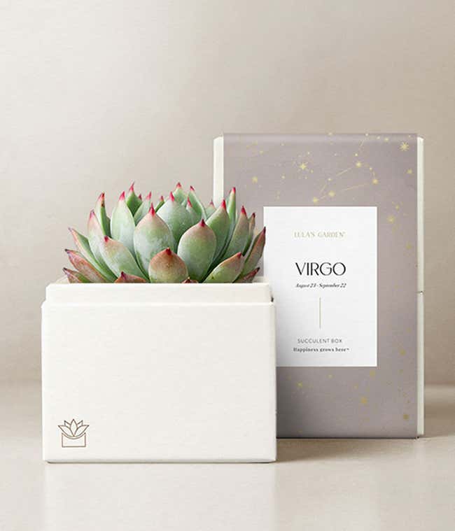 Lula's Garden &reg; Virgo Bliss Succulent Garden 