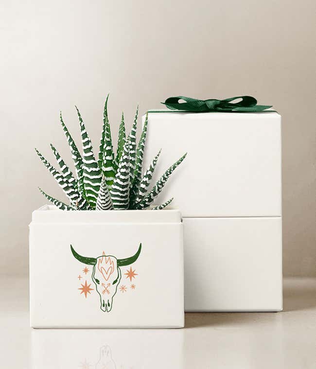 Summer Sun Zebra Lula's Garden &reg; Succulent