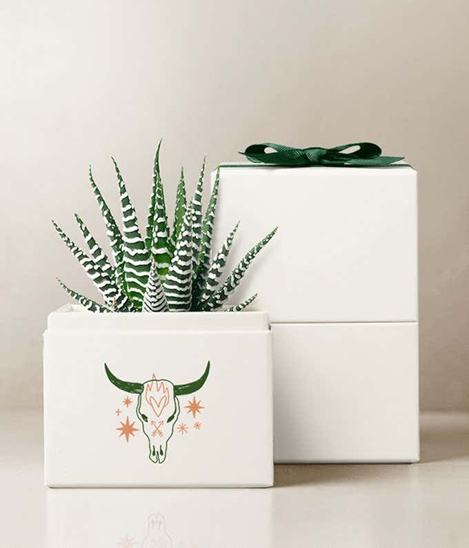 Summer Sun Zebra Lula's Garden ® Succulent