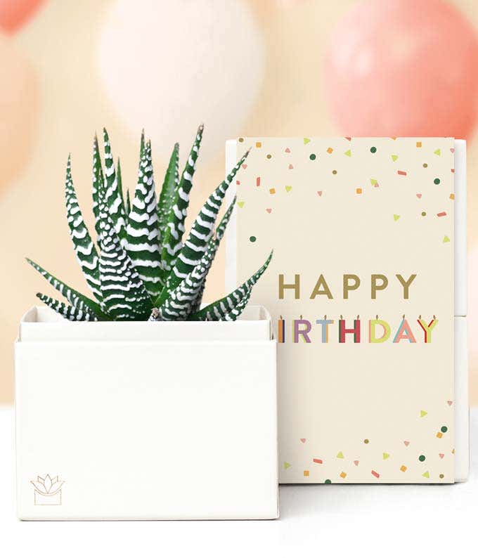 Lula's Garden ® Birthday Zebra Succulent Gift