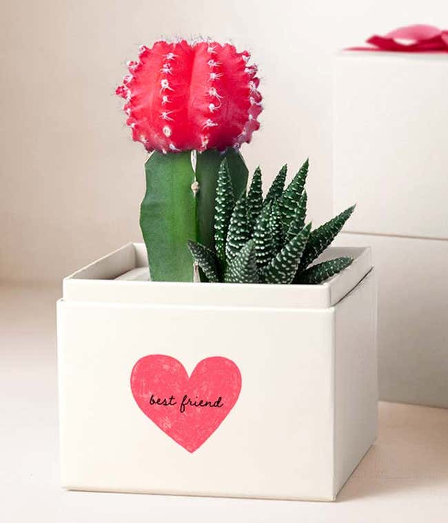 A square white container with a small spiky dark green and white succulent, and a small dark green cactus with a round pink tip. On the container there is a pink heart and inscription best friend. Behind the container is another white square container wit