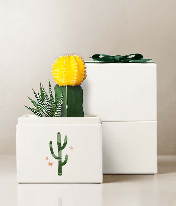 Summer Sun Ray Lula's Garden ® Succulent