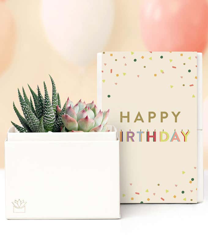 Lula's Garden ® Birthday Glow Succulent Gift