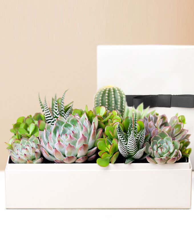 Lula's Garden ® Lush Succulent Gift