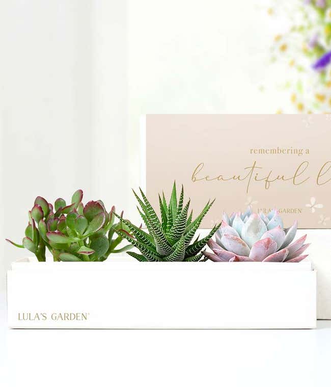 Cherished Memories Lula's Garden &reg; Verdant Succulent Gift 