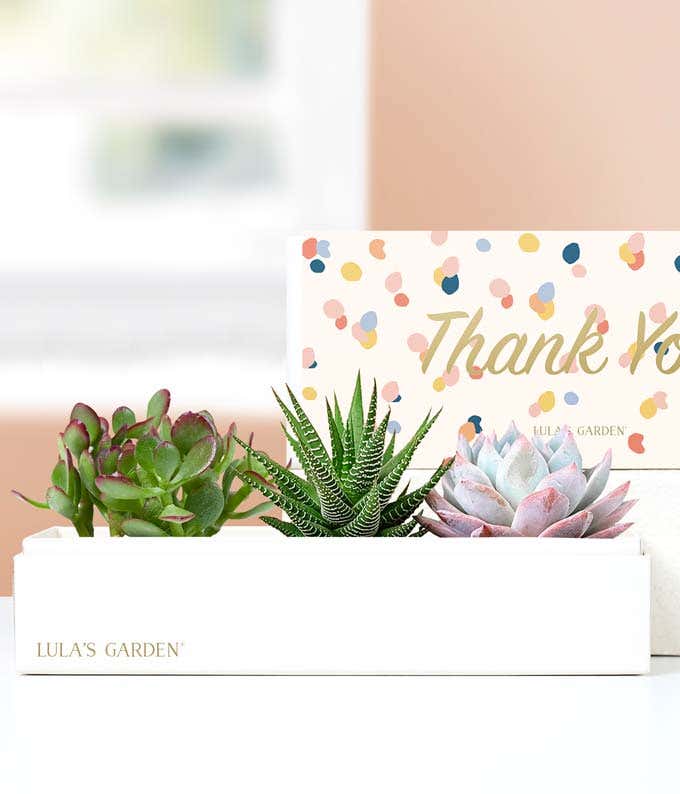 Lula's Garden ® Thank You Verdant Succulent Gift