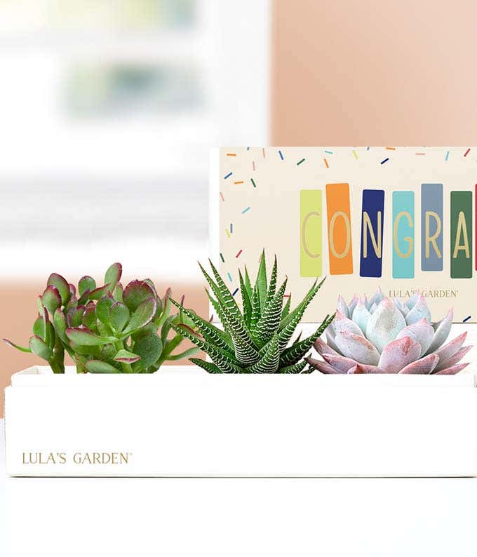 Lula's Garden ® Congratulations Verdant Succulent Gift