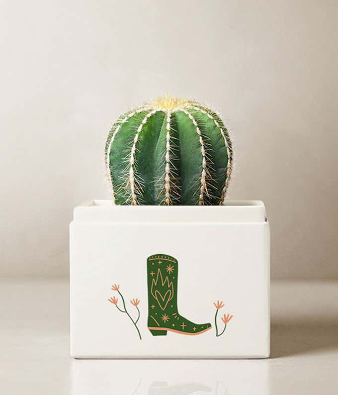 Summer Sun Cactus Lula's Garden ® Succulent