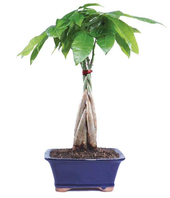 Money Tree Bonsai