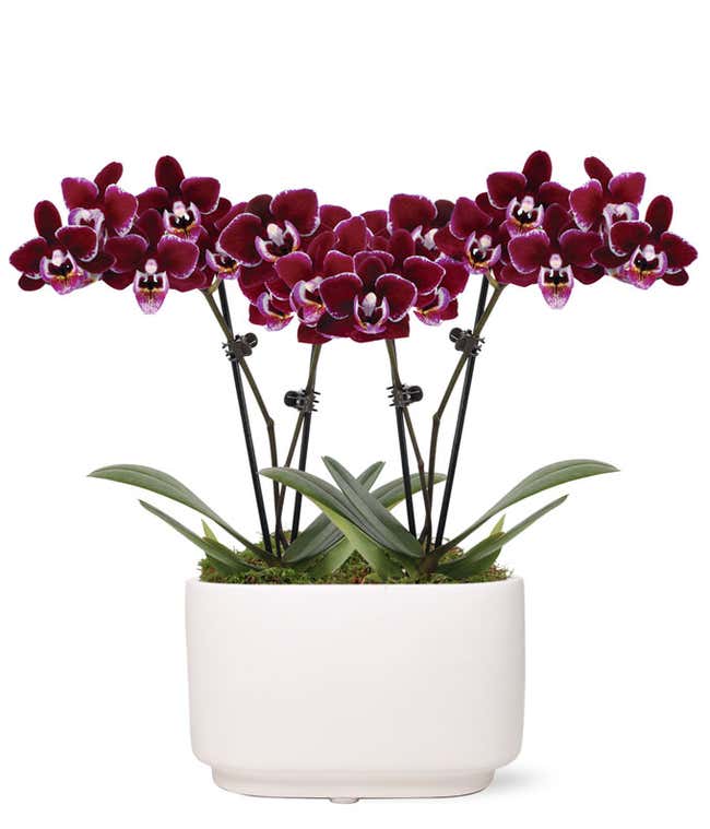 Perfect Plum Mini Orchids