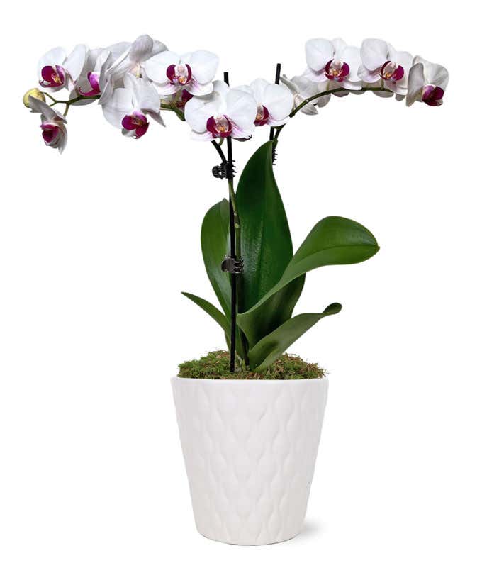 Purple & White Delight Orchid Plant