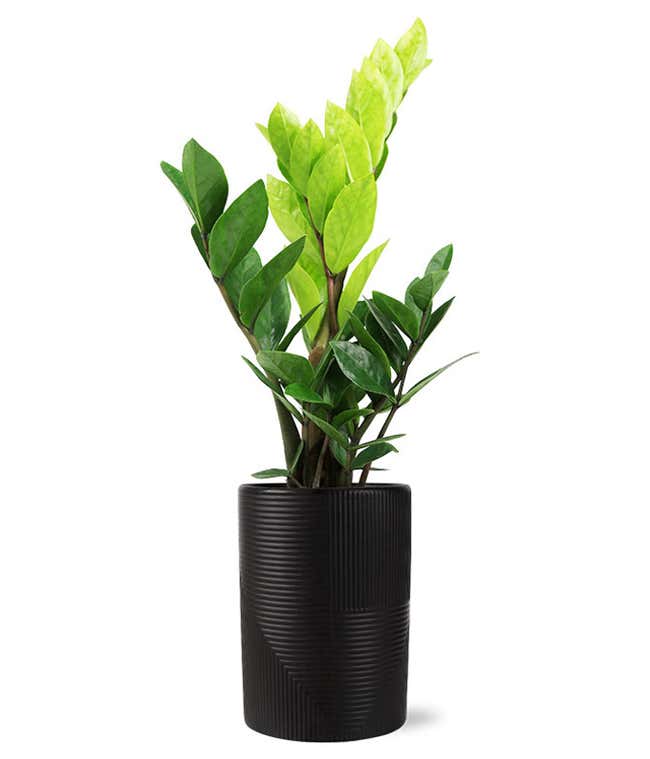 Lush ZZ plant with vibrant green, waxy leaves displayed in a sleek black textured cylindrical planter.