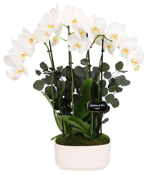 White orchid plant with multiple blooms and green leaves arranged in a white ceramic planter, accented with preserved eucalyptus stems and a 
