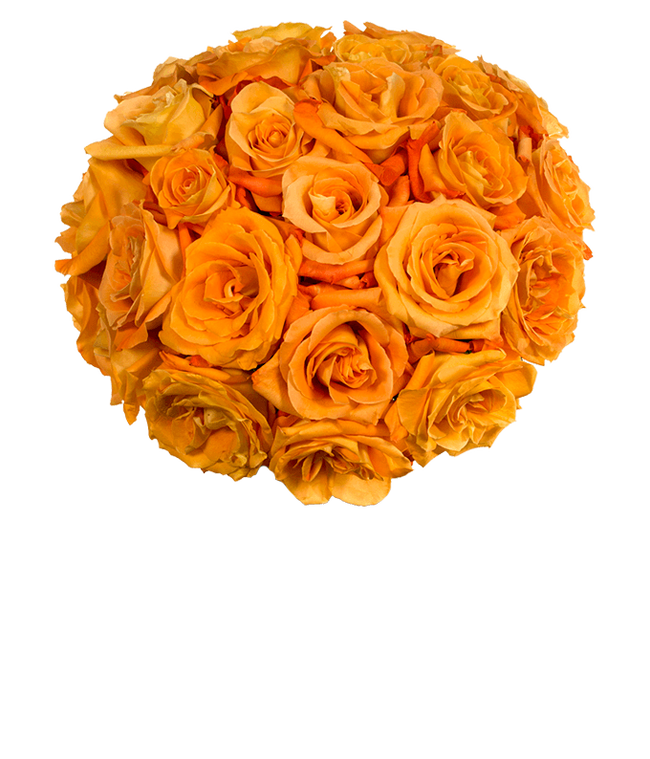 Partial image of Two Dozen Orange Roses without vase.