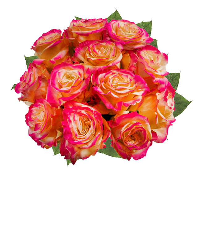 Partial image of One Dozen Pop of Pink Roses without vase.